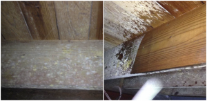 White Mold in Crawl Space