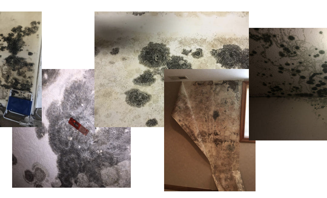 5 things  reasons why you should pick Mold Removal Indianapolis for your commercial space mold remediation needs